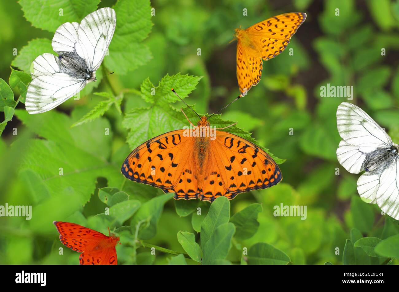 varicoloured butterflies Stock Photo