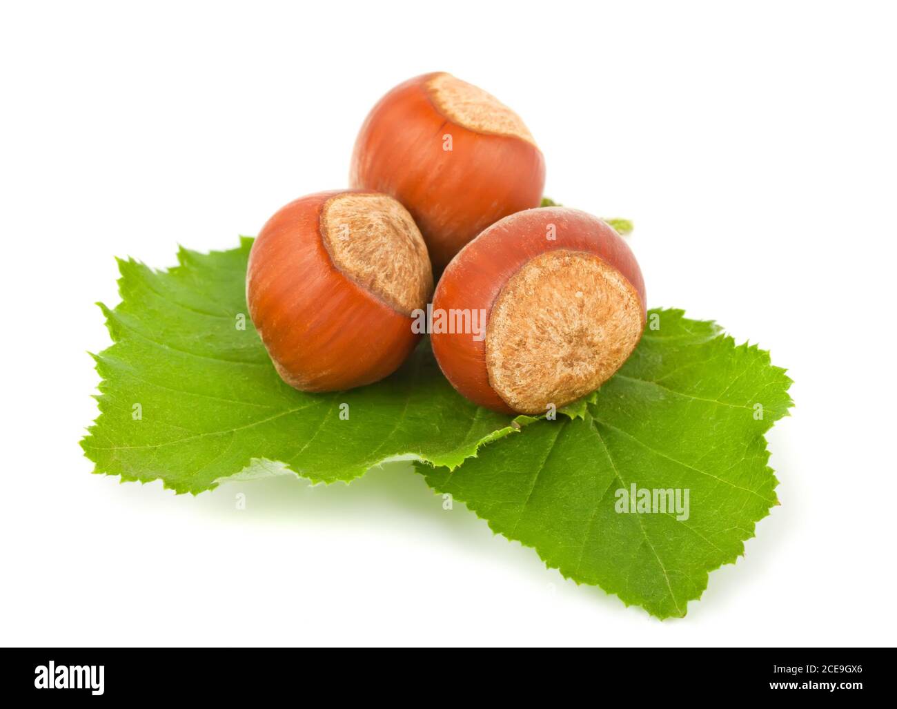 Hazelnuts with green leaves Stock Photo
