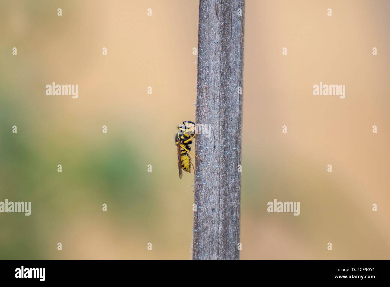 Close-up wasp specimen on twig Stock Photo