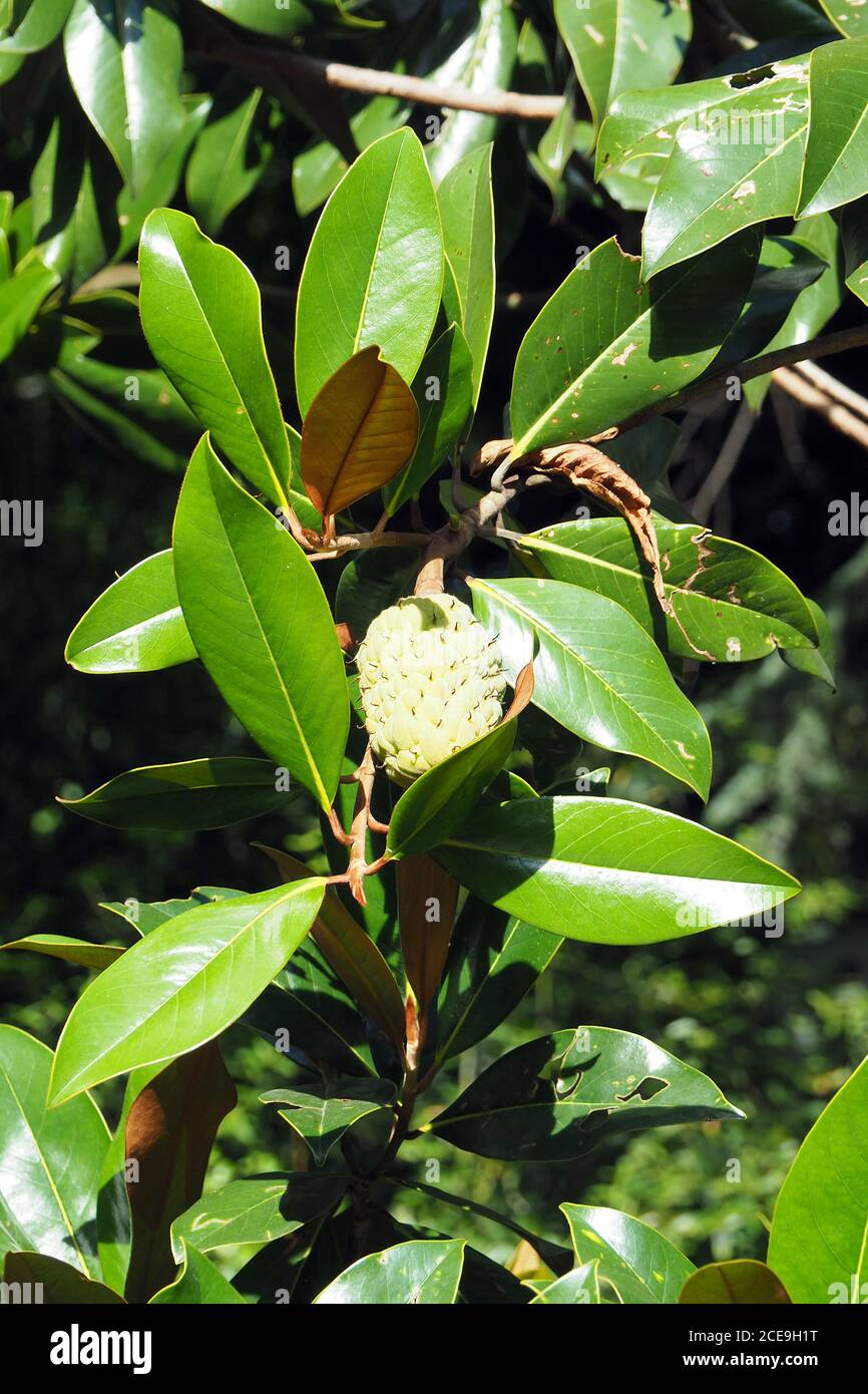 southern magnolia or bull bay, Immergrüne Magnolie, Magnolia grandiflora, nagyvirágú liliomfa, örökzöld liliomfa Stock Photo