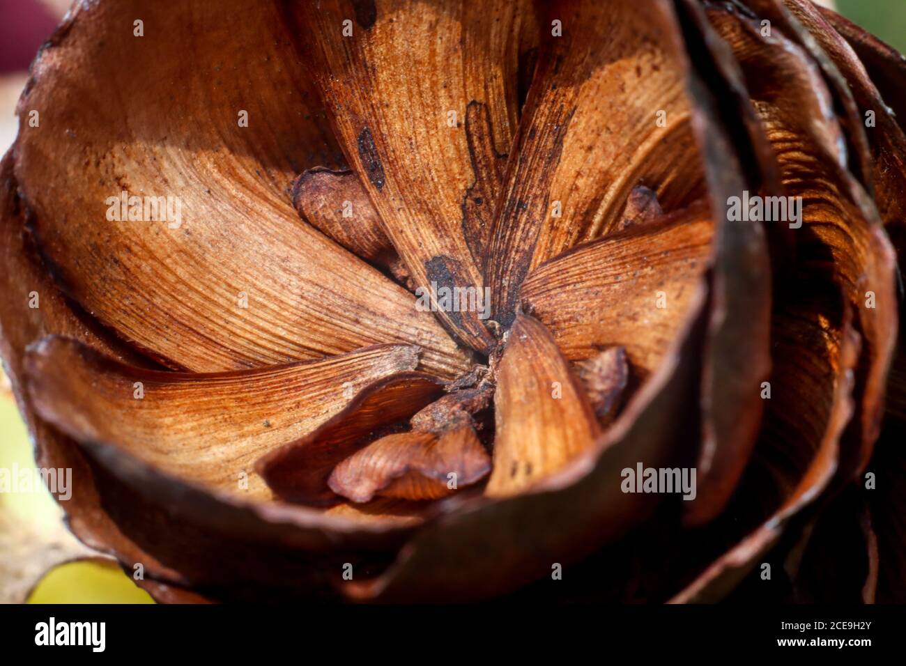 the inside of the pine cone is brown Stock Photo