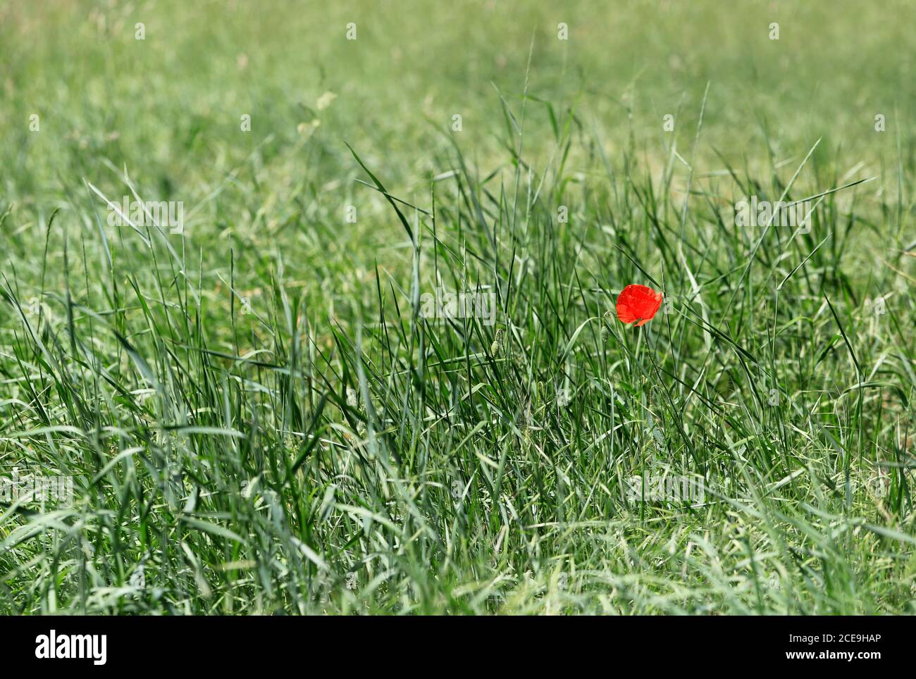 eine rote Mohnblume, Papaveraceae, blüht in einer grünen Wiese Stock Photo