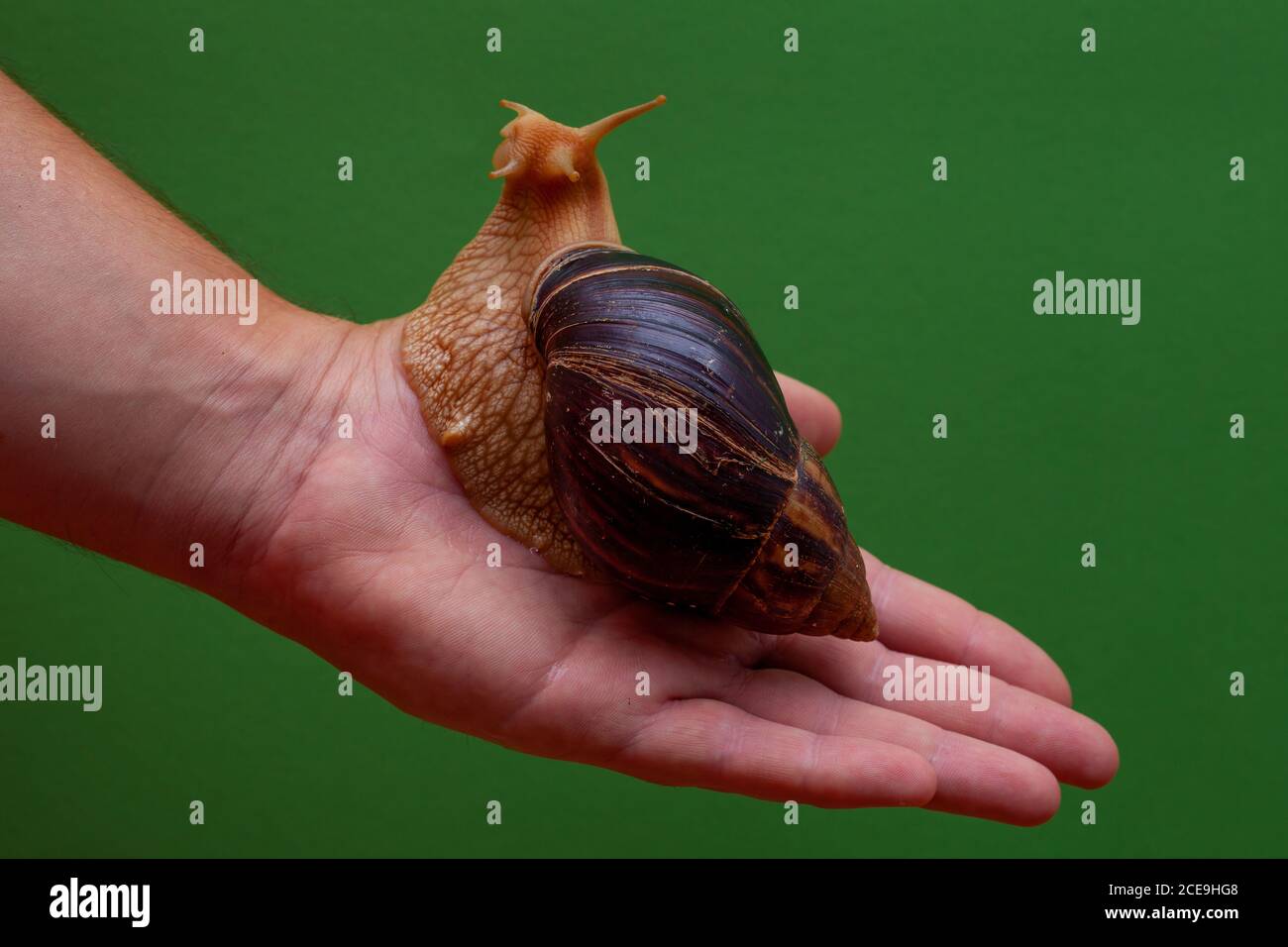 Big brown snail Achatina on hand. The African snail, which is grown at home as a pet, and also