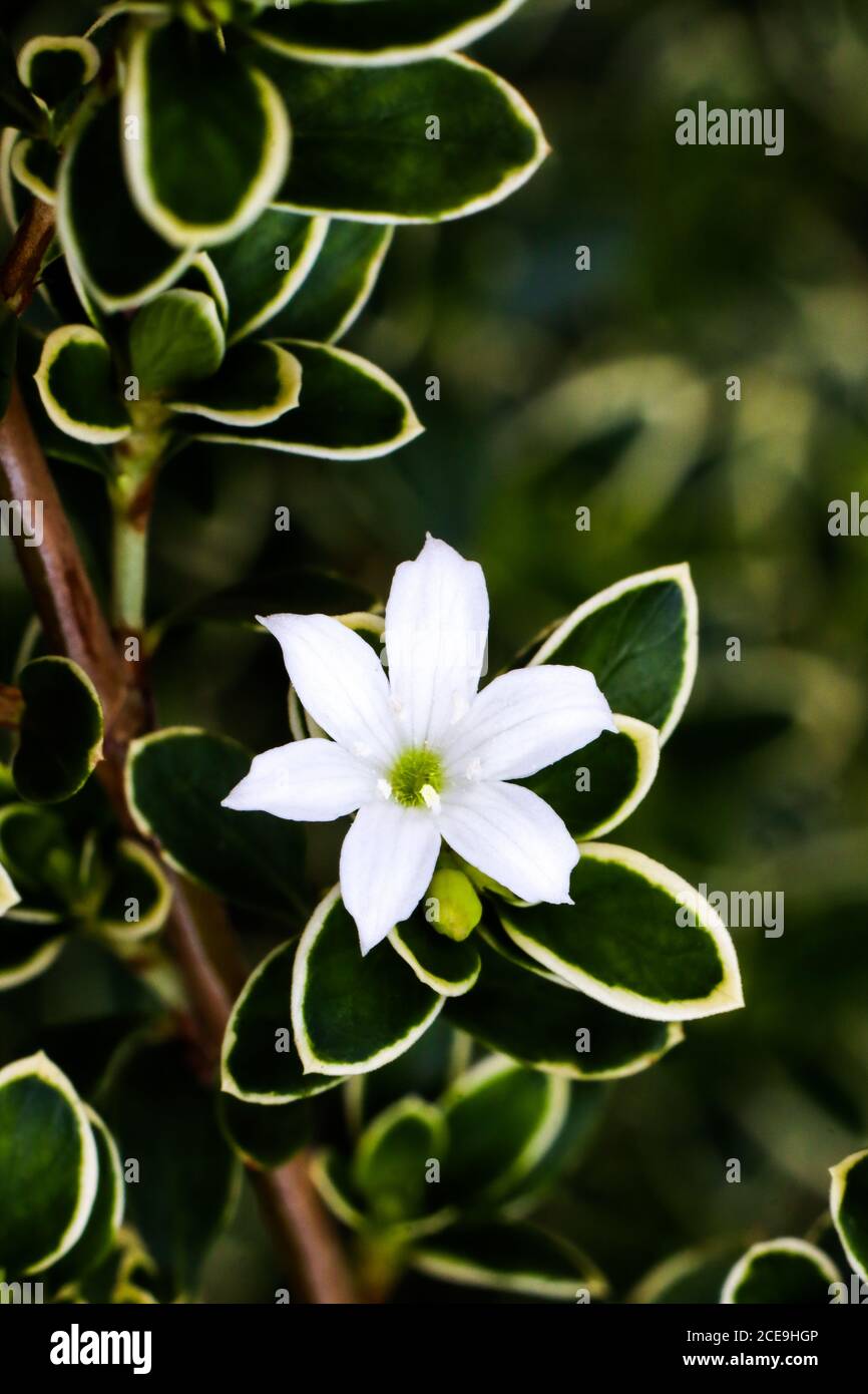 jasmine flowers among green leaves, perfect for smartphone wallpaper Stock Photo