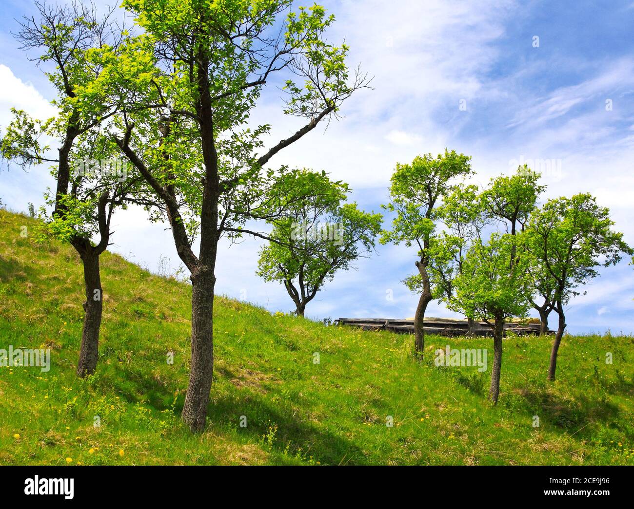 Orchard on the hill Stock Photo Alamy