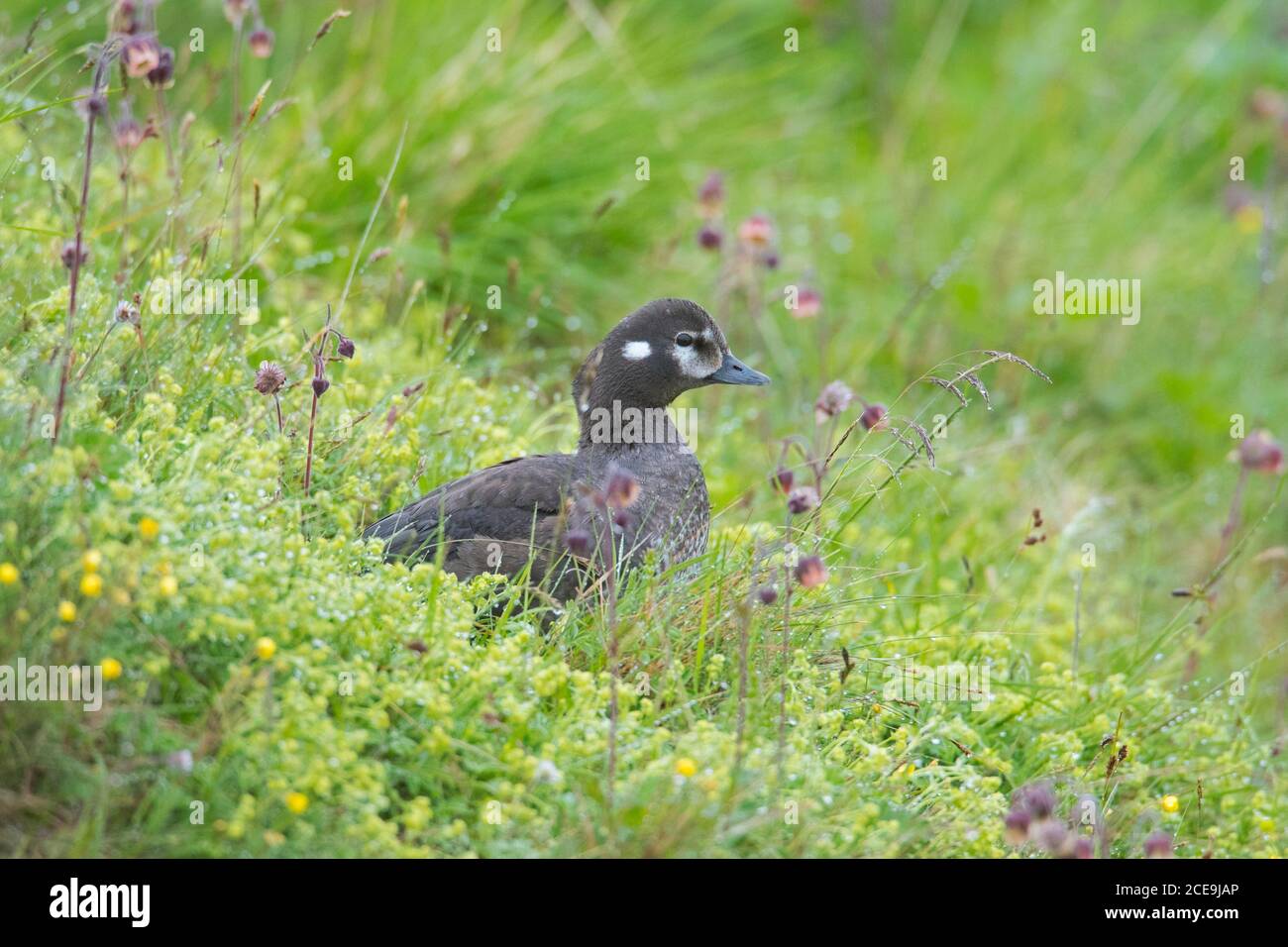 Harlequin duck / painted duck (Histrionicus histrionicus) female in meadow in summer, Iceland Stock Photo
