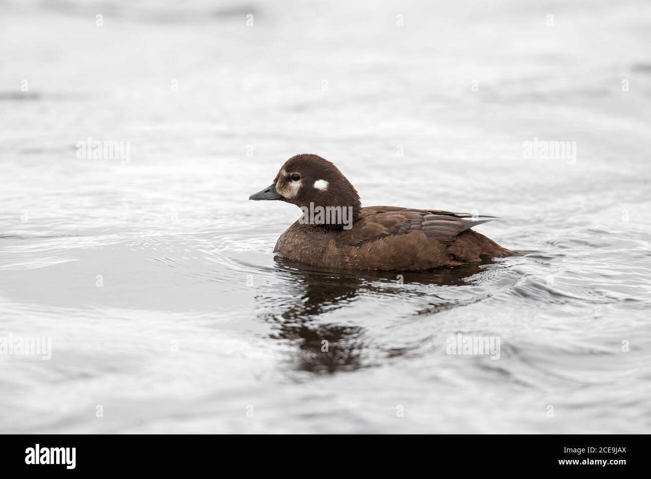 Harlequin duck / painted duck (Histrionicus histrionicus) female swimming in sea water in summer, Iceland Stock Photo