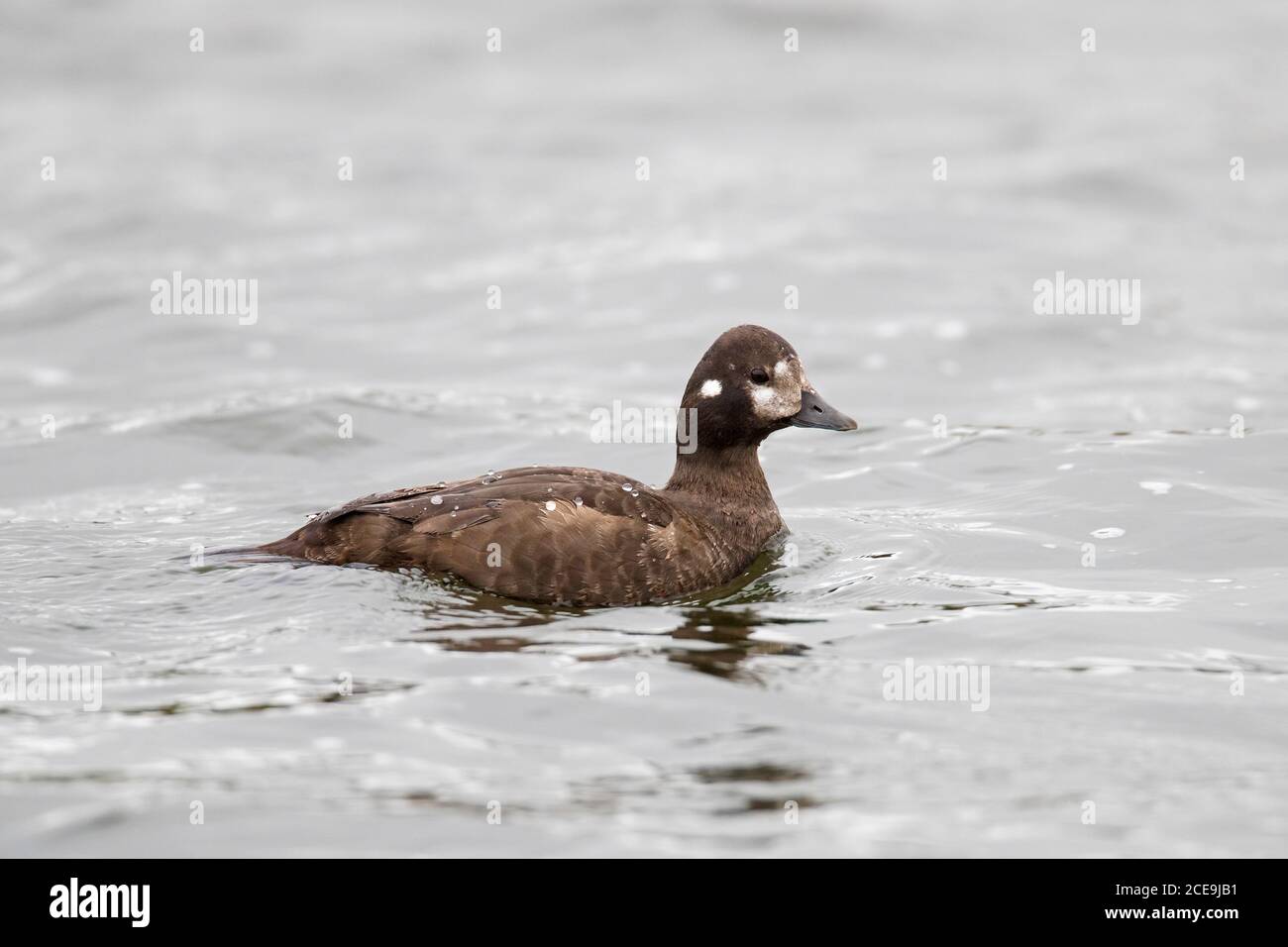 Harlequin duck / painted duck (Histrionicus histrionicus) female swimming in sea water in summer, Iceland Stock Photo
