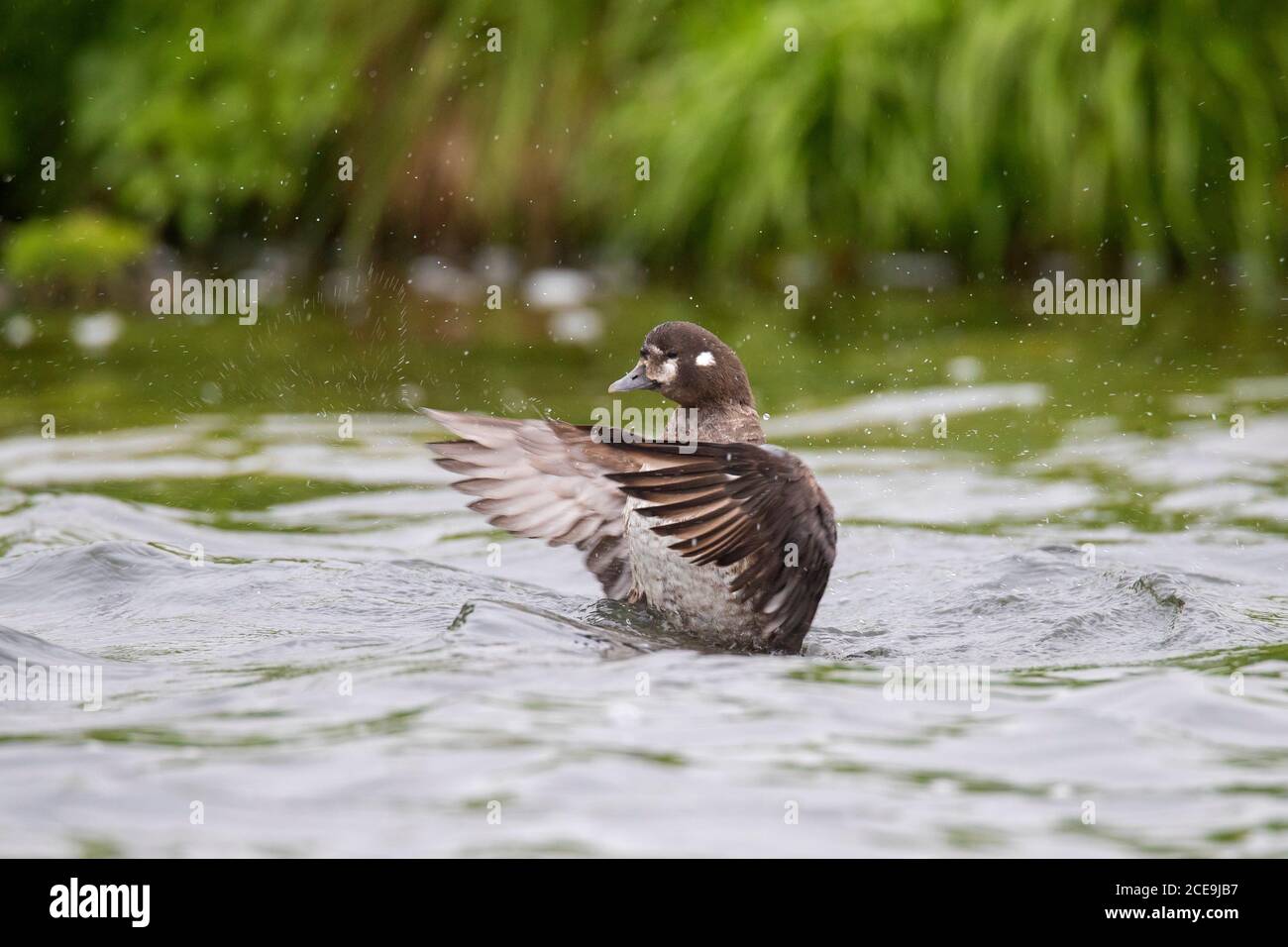 Harlequin duck / painted duck (Histrionicus histrionicus) female swimming in lake and flapping wings in summer, Iceland Stock Photo