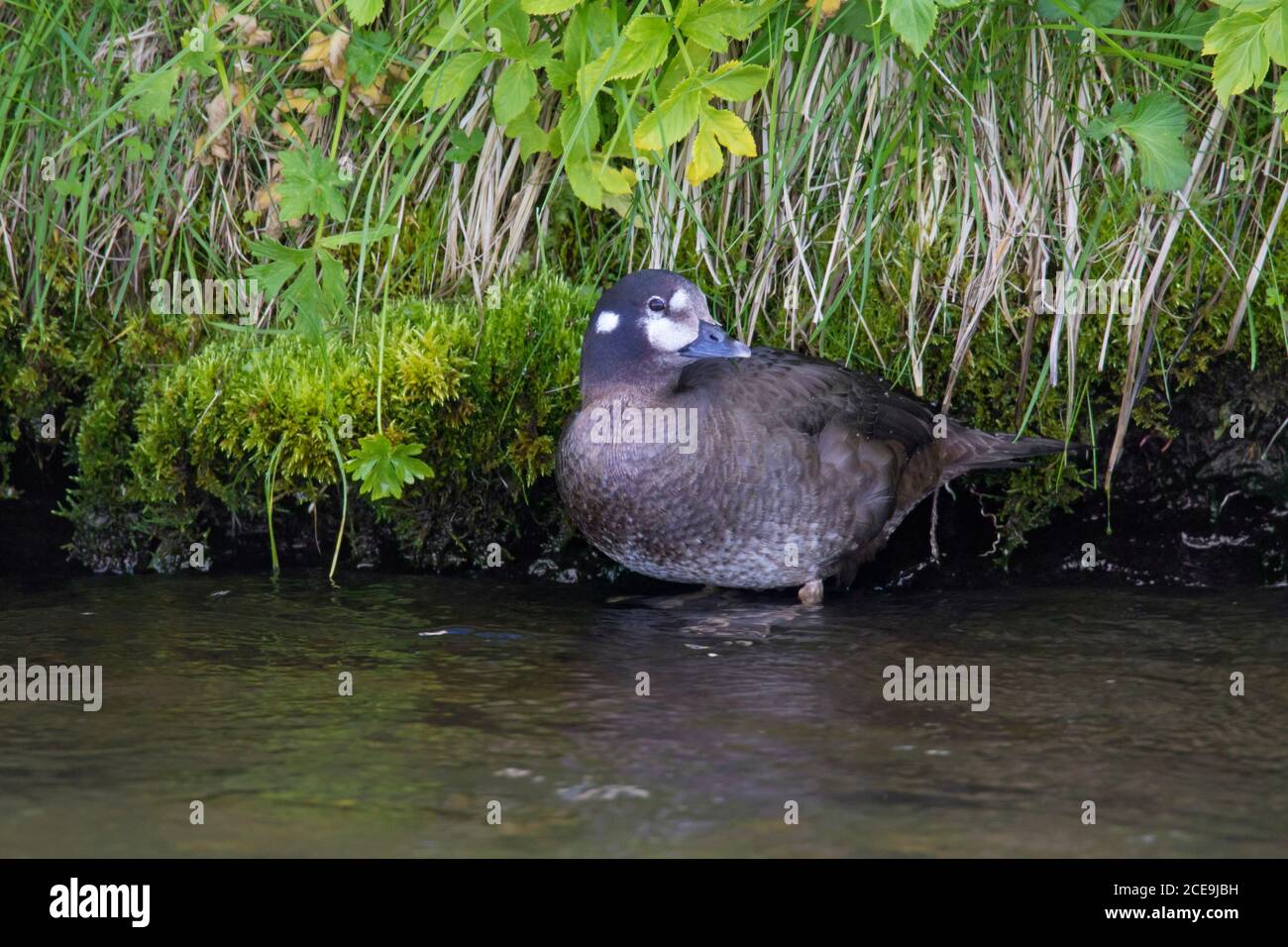 Harlequin duck / painted duck (Histrionicus histrionicus) female resting on river bank in summer, Iceland Stock Photo