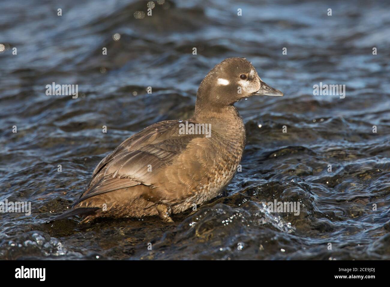 Harlequin duck / painted duck (Histrionicus histrionicus) female foraging in shallow water in summer Stock Photo