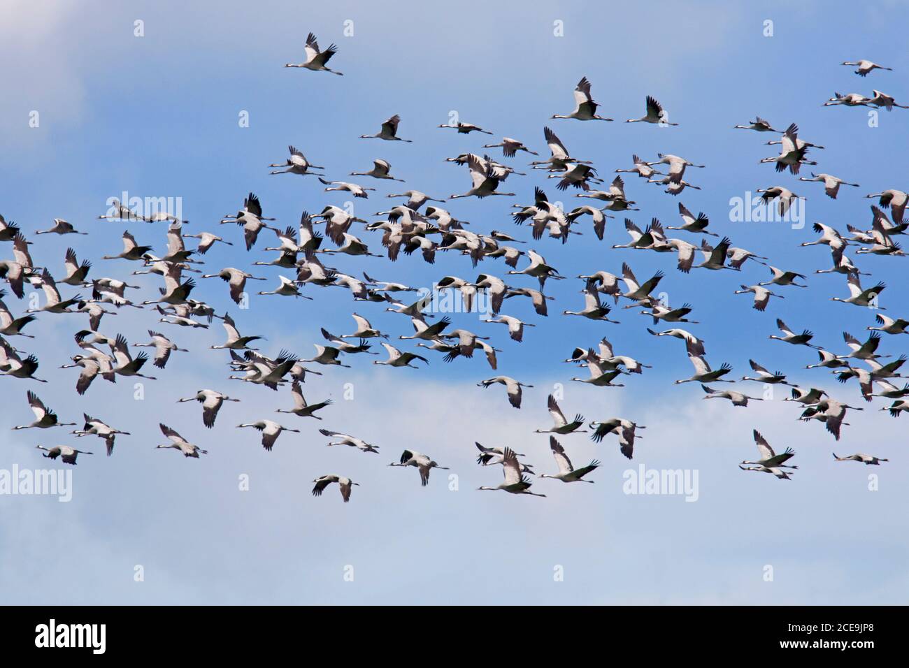 Migrating flock of common cranes / Eurasian crane (Grus grus) flying against blue sky during migration in autumn / fall Stock Photo