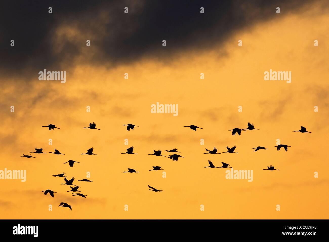 Migrating flock of common cranes / Eurasian crane (Grus grus) flying at sunset during migration, silhouetted against orange sky Stock Photo