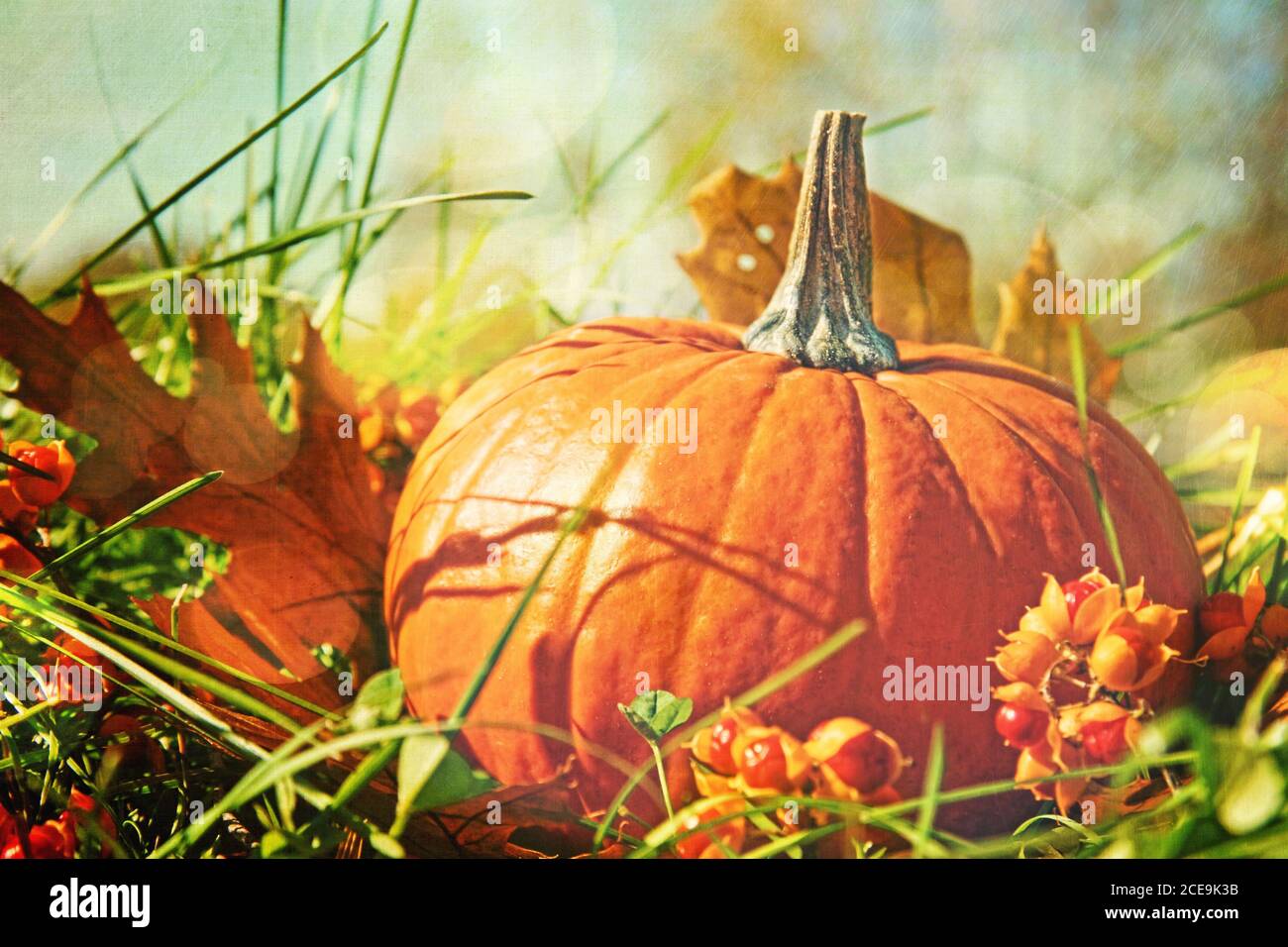 Small pumpkin in the grass with vintage color feel Stock Photo