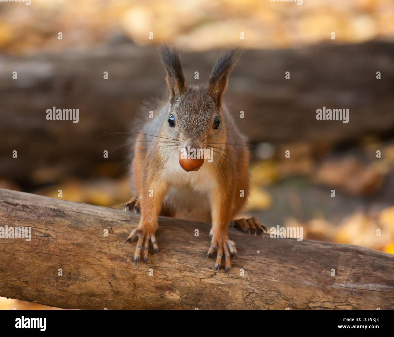 Squirrel with hazelnut Stock Photo