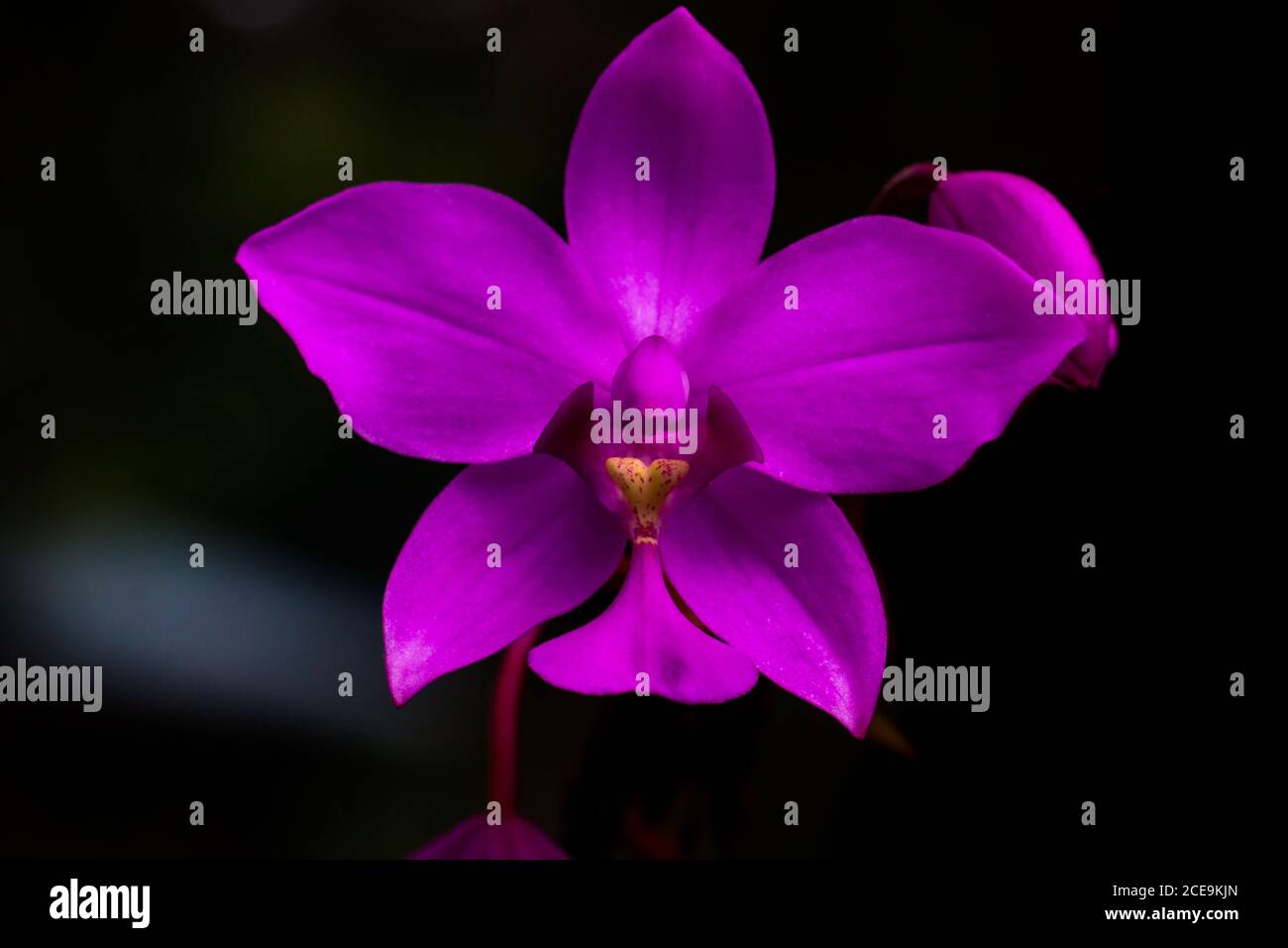 purple orchid flower on dark background Stock Photo