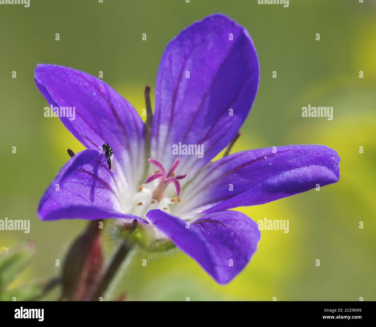 Geranium (Geranium sylvaticum) Stock Photo