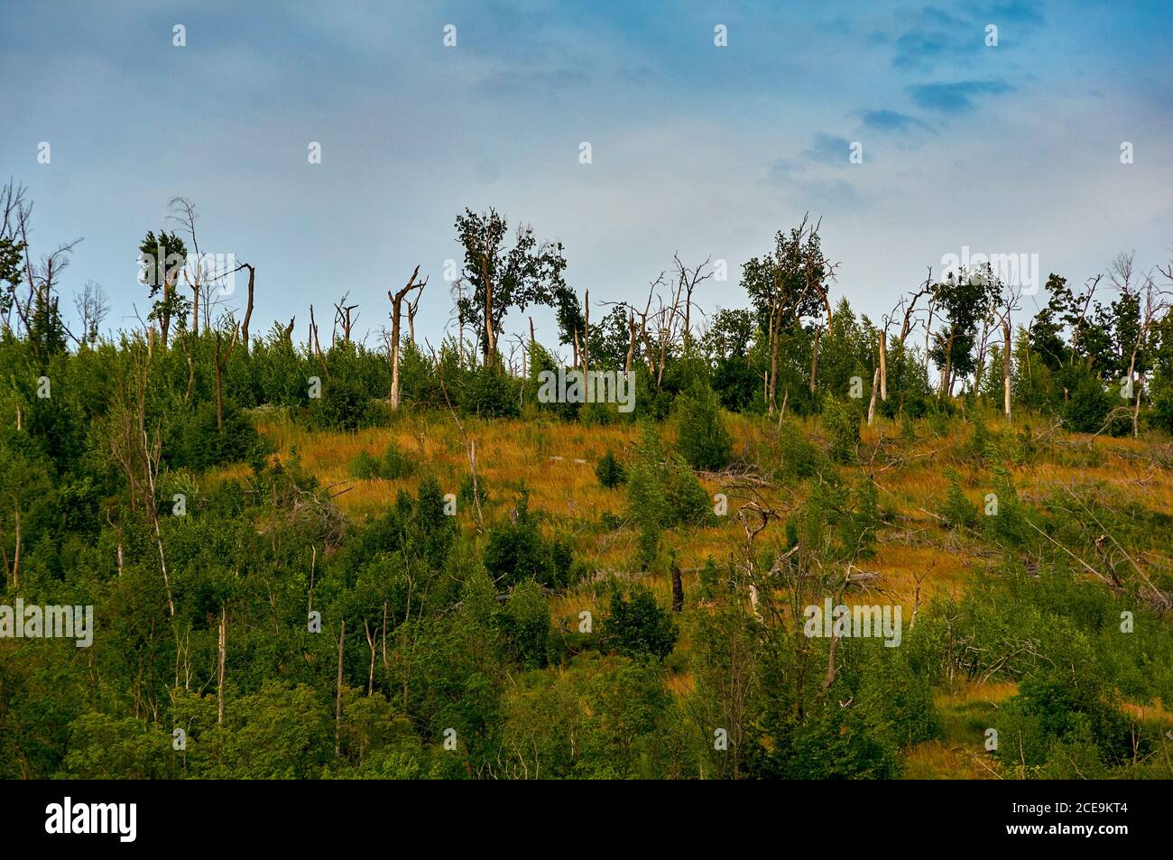 Old coniferous forest on the mountain after the hurricane. Stock Photo