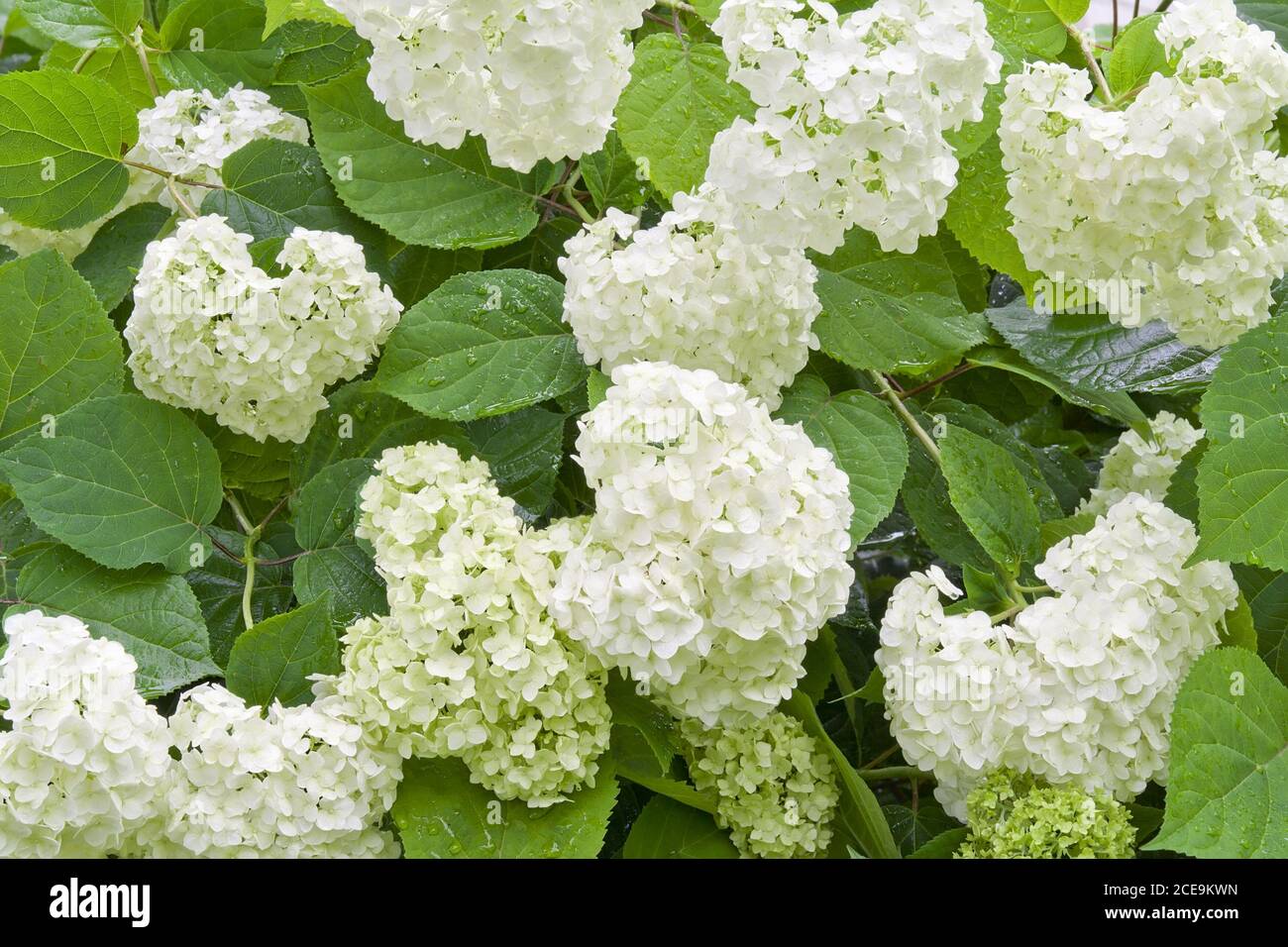 white hydrangea after a rain Stock Photo - Alamy