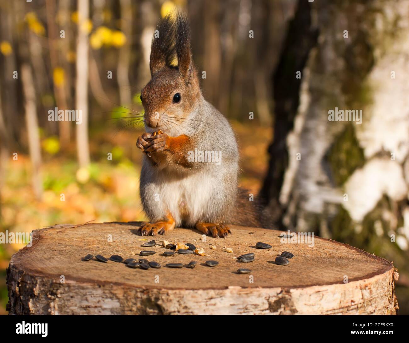 Red eurasian squirrel Stock Photo