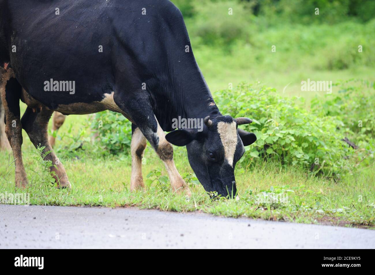 Cow grazing on grass by the side of the road. Female cows are exploited for their milk. This cow is bruised at the top of the neck by being hit by a c Stock Photo
