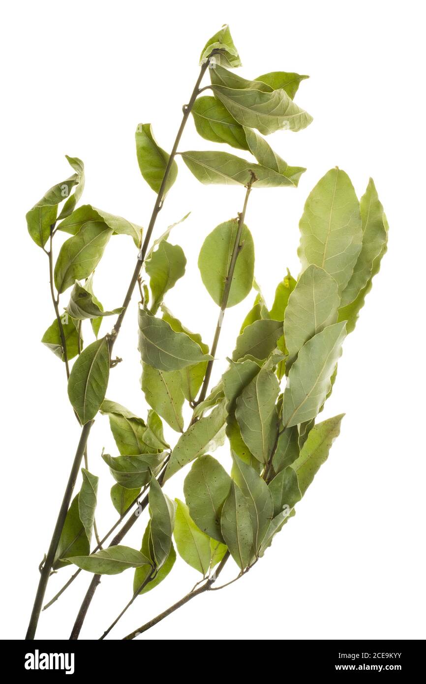 laurel leaves on branches Stock Photo