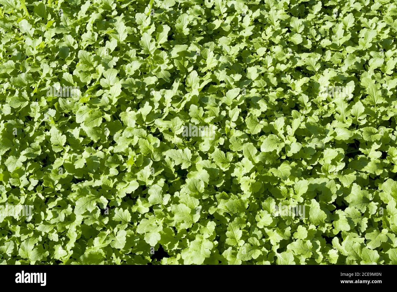 Young sprouts mustard plant Stock Photo