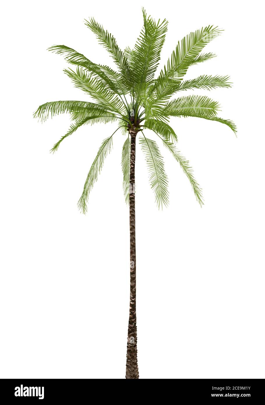 Palm tree isolated on white background Stock Photo