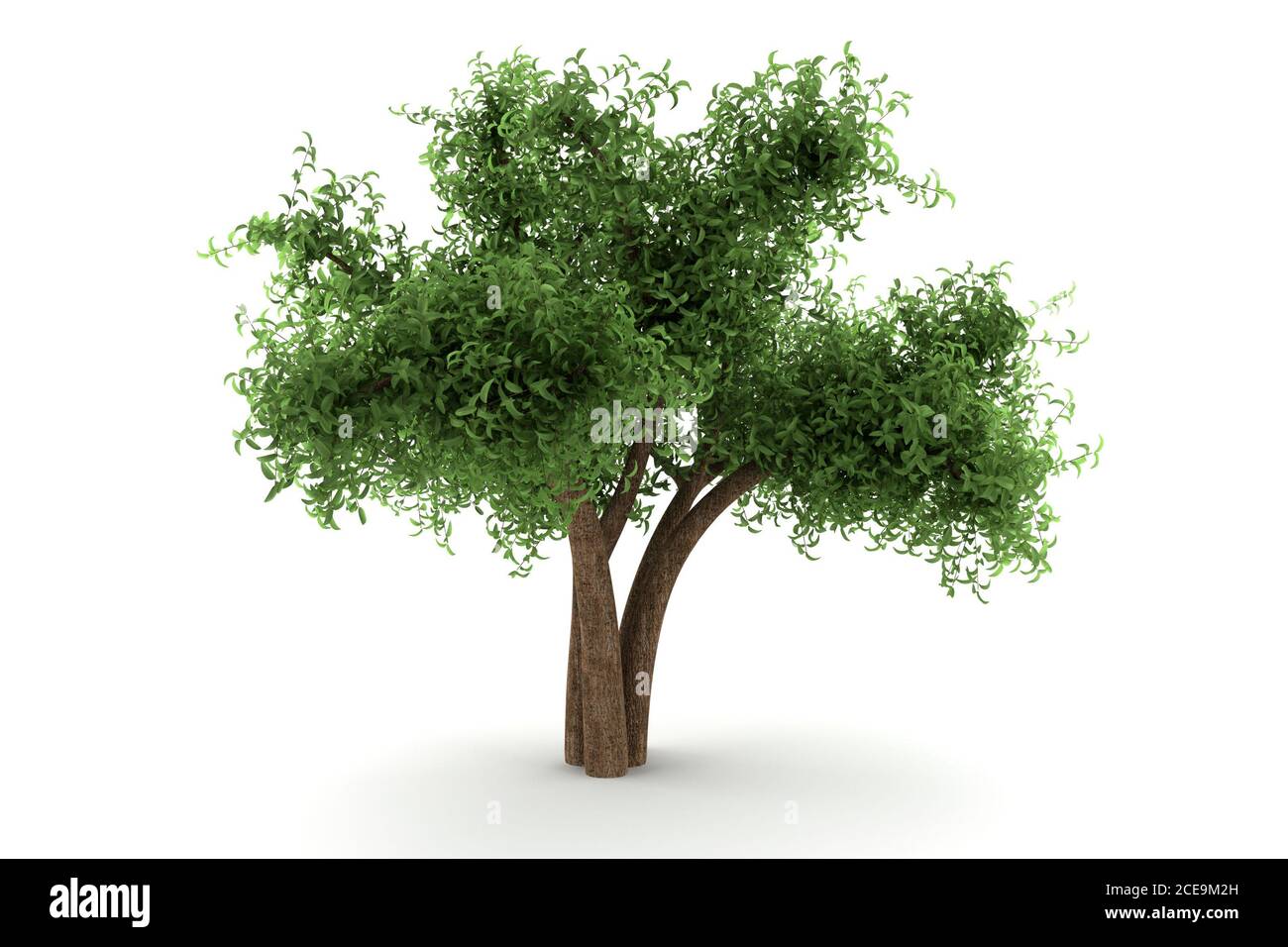 tree isolated on white background Stock Photo