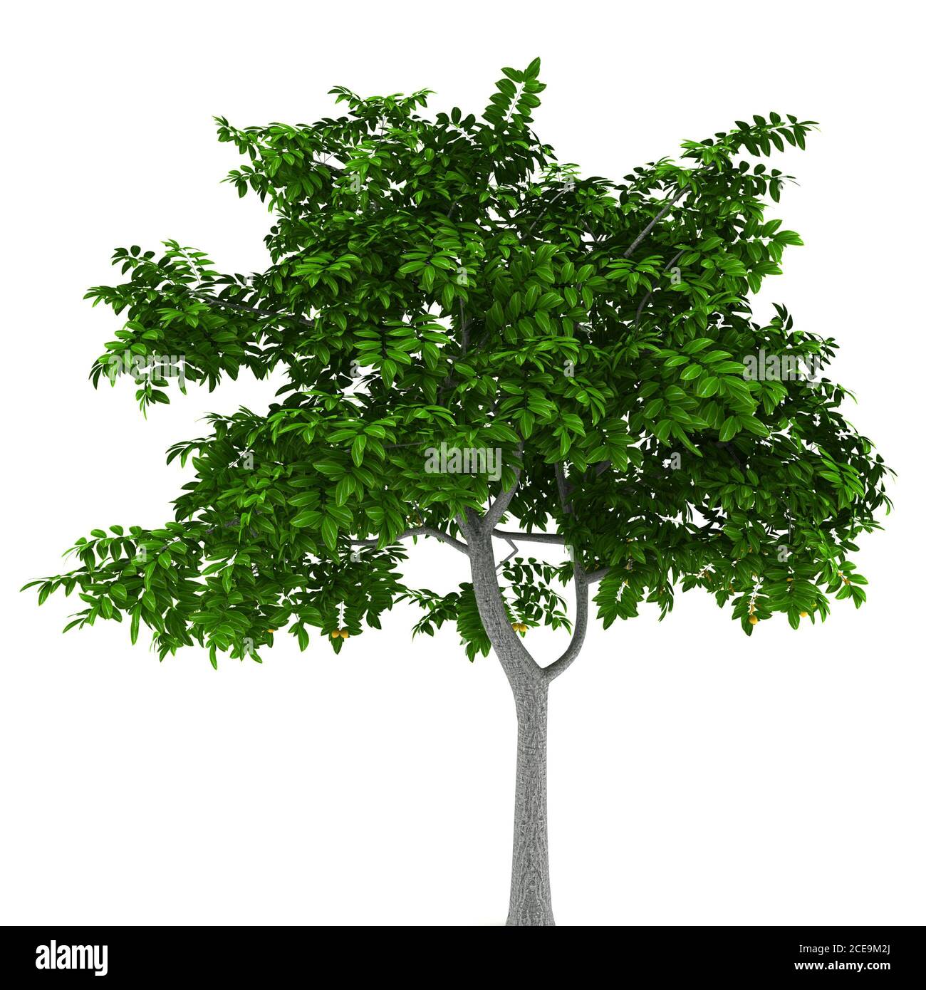 lemon tree isolated on white background Stock Photo - Alamy