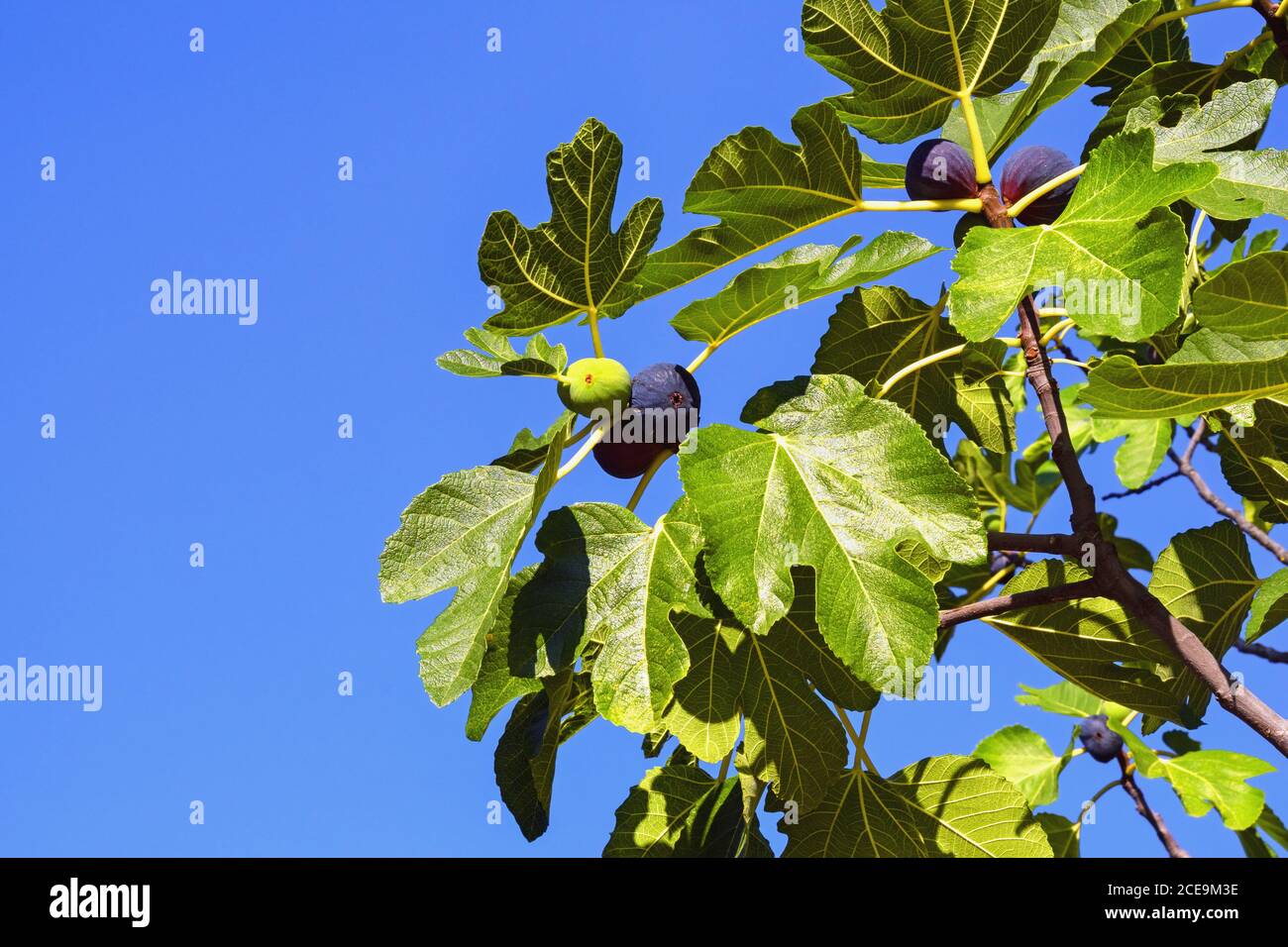 Branch of fig tree (Ficus carica) with leaves and fruits against blue ...