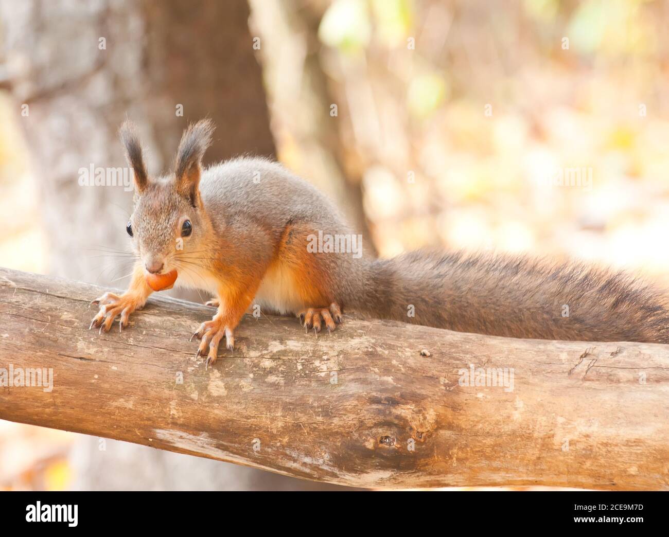 Red squirrel eating a nut Stock Photo
