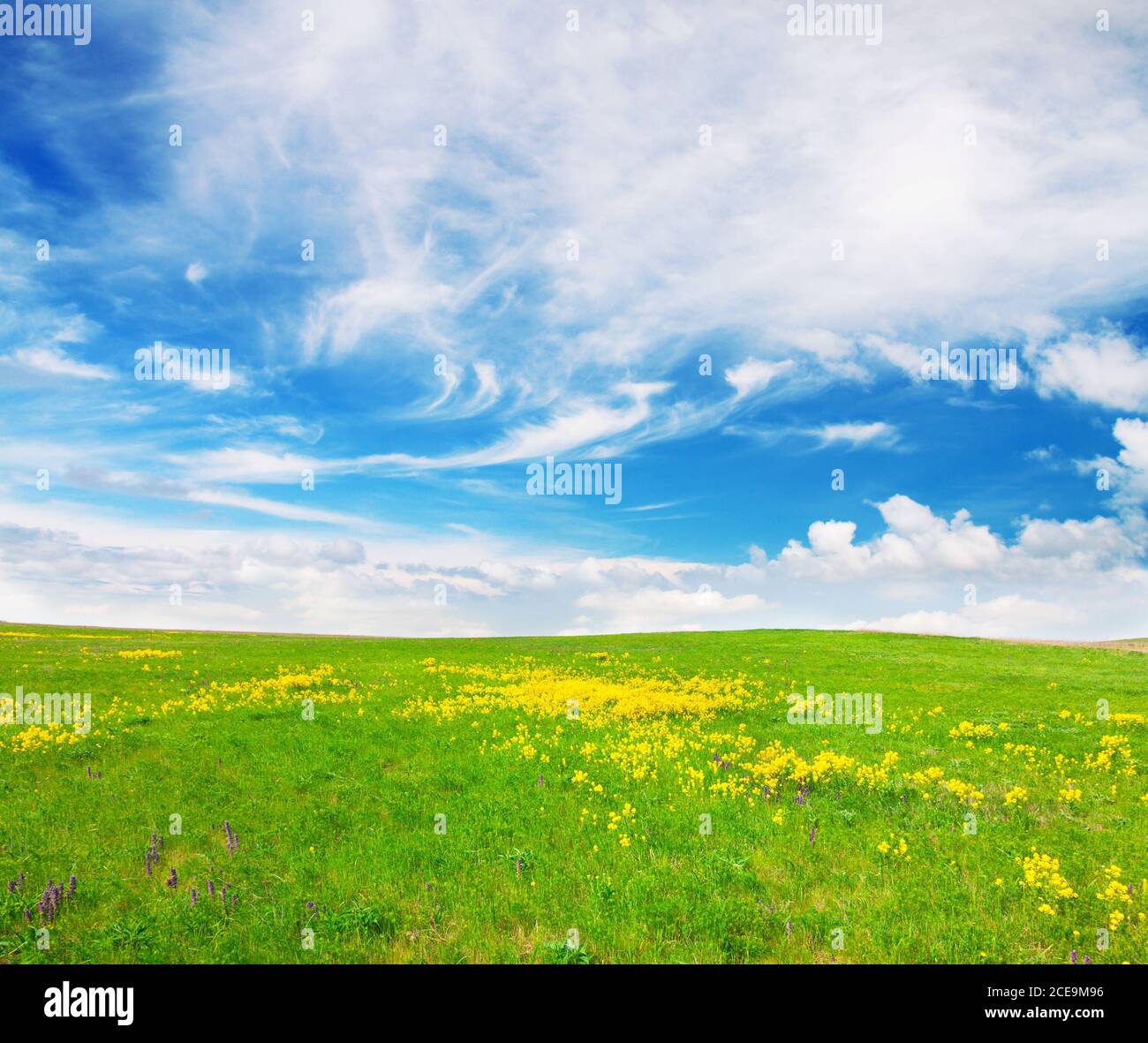 Green field with flowers under blue cloudy sky Stock Photo - Alamy