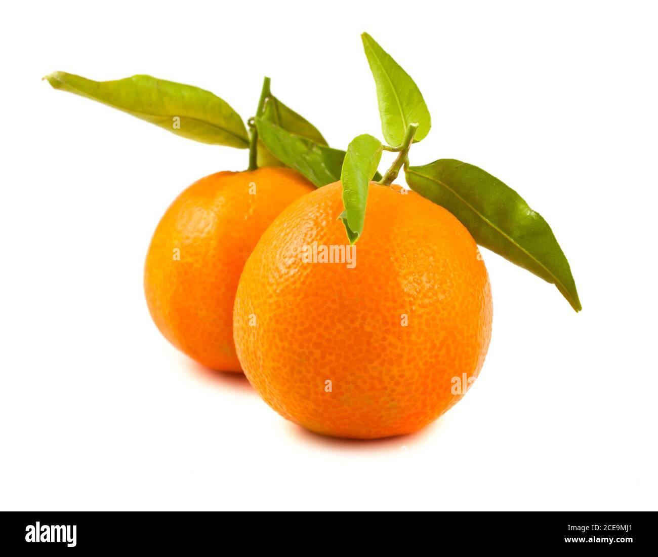 Two ripe  tangerines Stock Photo