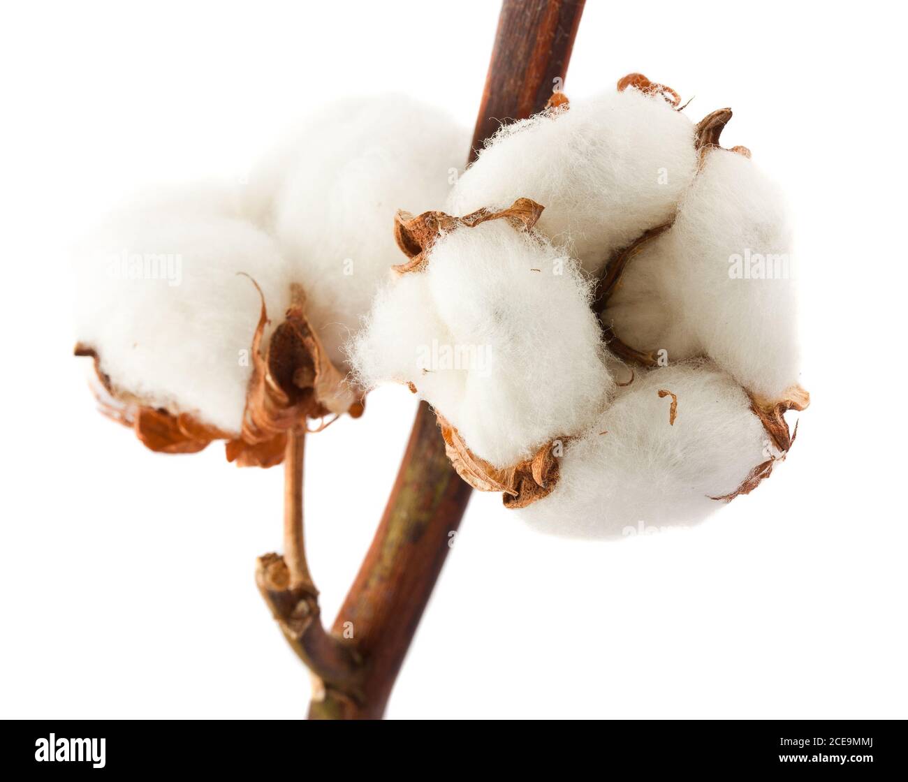 Cotton bolls Stock Photo