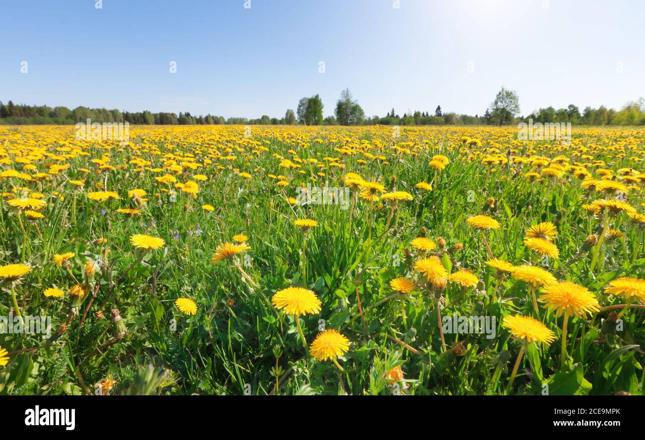 Yellow flowers hill under blue cloudy sky Stock Photo