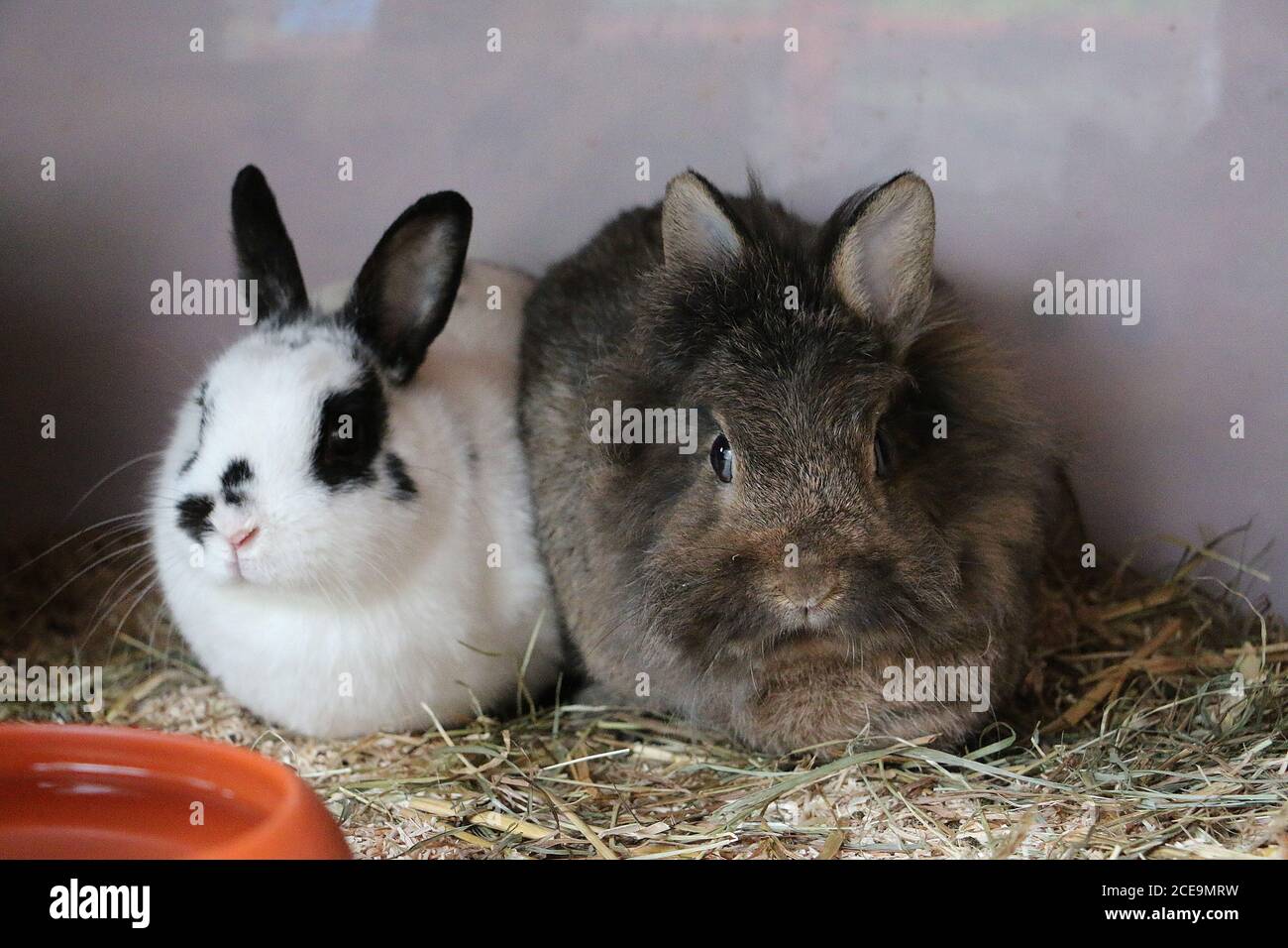 Baby Californian Rabbits