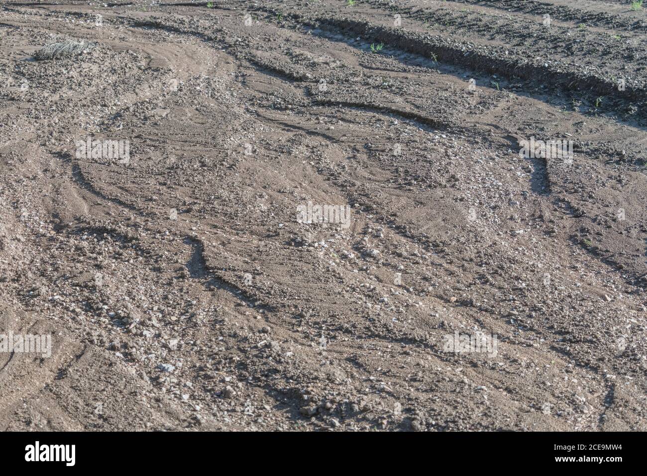 Serious rainwater erosion in a potato field where water has washed away lower-most rows of potatoes. Effects of heavy rain. See additional notes. Stock Photo