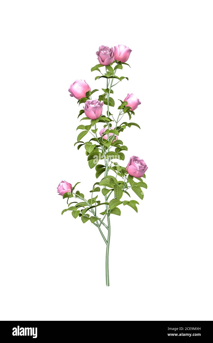 Pink roses on a branch isolated on white background - 3d render Stock ...