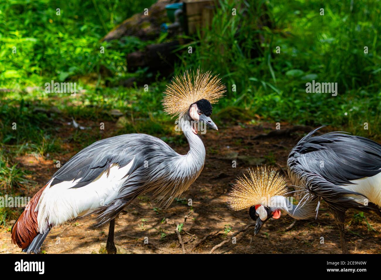 A pair of Black Crowned Cranes. One is feeding, standing on one leg. The other is also standing on one leg but its keeping a look out. Stock Photo