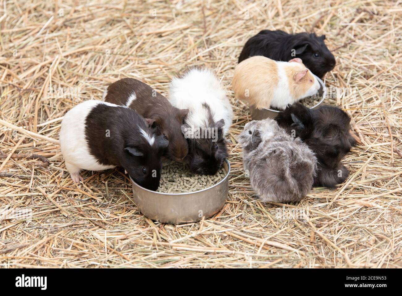 Lots of guinea pigs eating from a bowl on straw Stock Photo Alamy