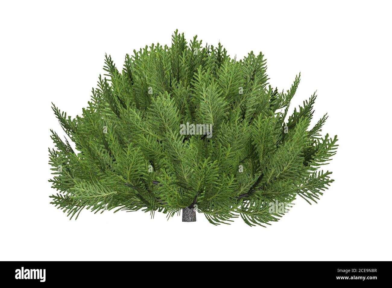 A low wide grown green thuja isolated on a white background - 3d render Stock Photo