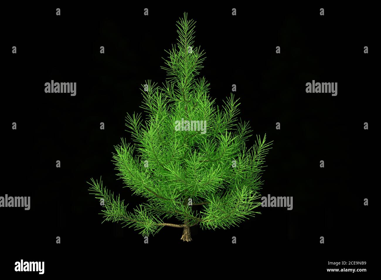 Beautiful christmas tree isolated on a black background. 3d ...
