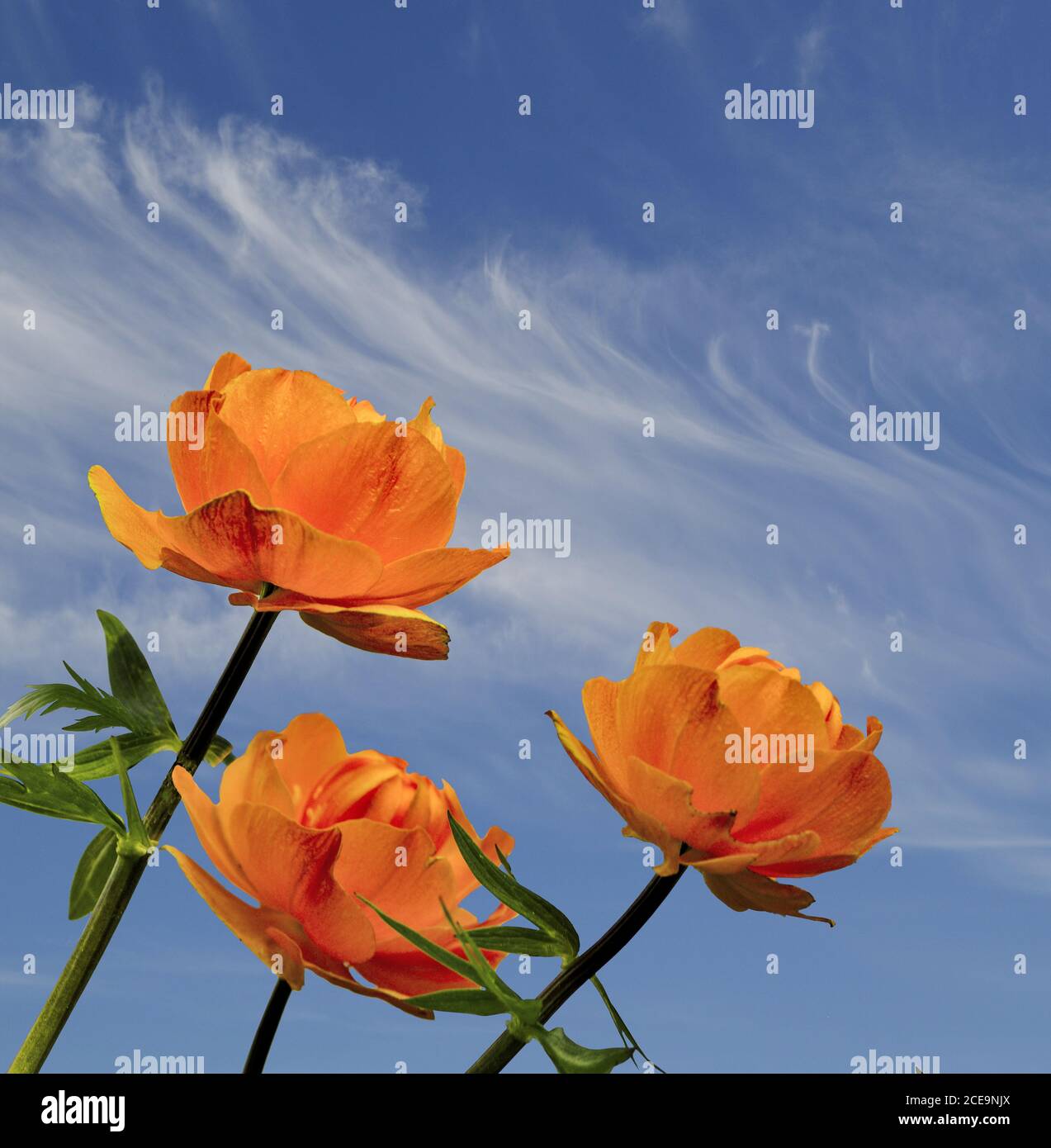Three bright orange globe-flowers (Trollius asiaticus) on blue sky background Stock Photo