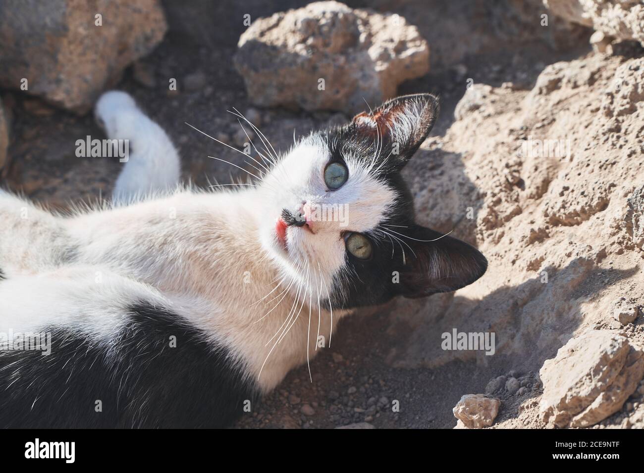 Closeup of a cute black and white cat lying on the ground under the ...