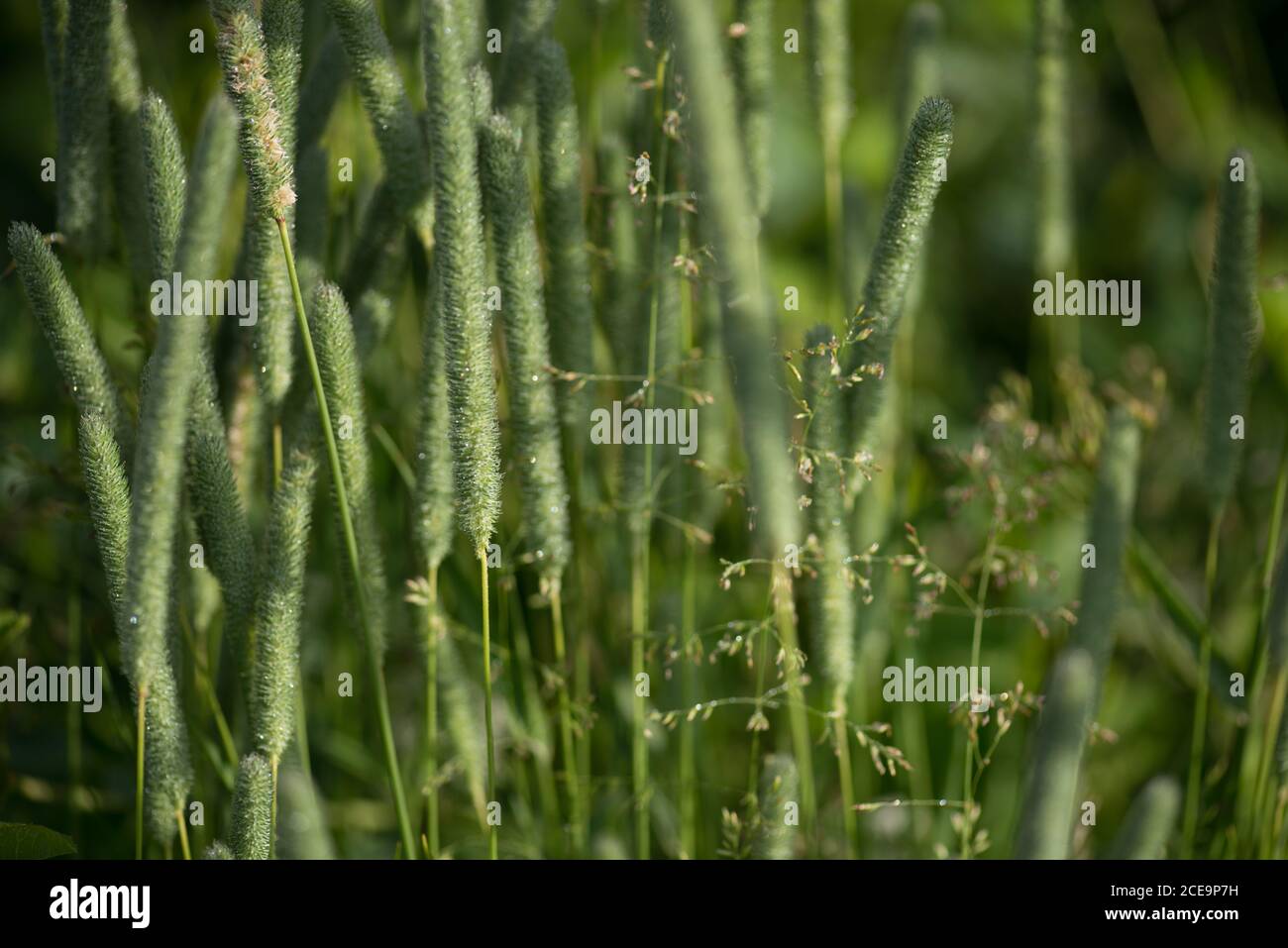 Green background of spikes of green grass in drops of dew. Nature spring theme early morning sun lit. Selective focus macro shot Stock Photo