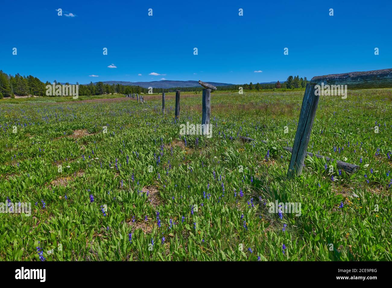 Alpine meadow covered with Payette Penstemon along an old fencerow. Stock Photo