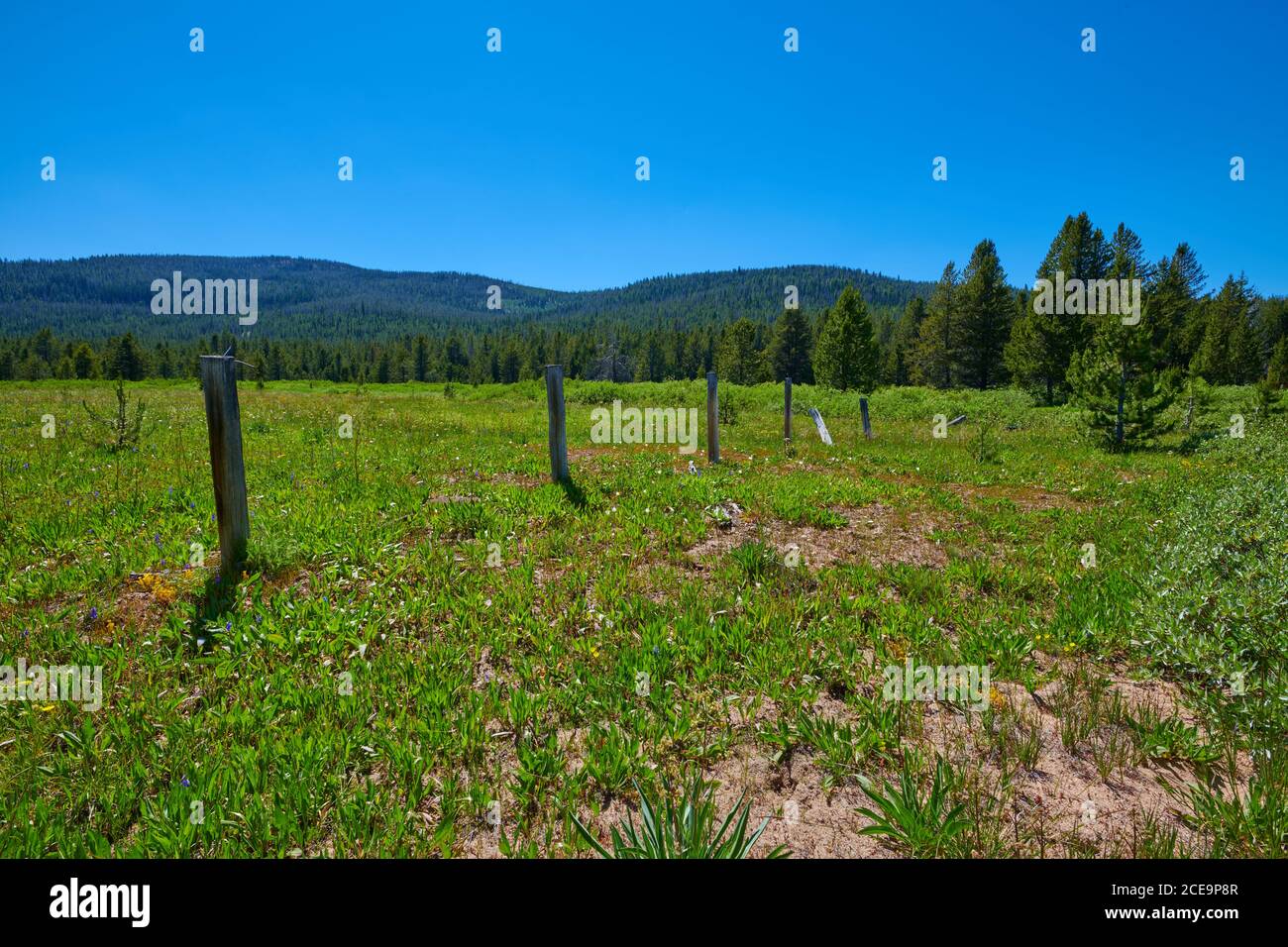 Alpine meadow with with  an old fencerow. Stock Photo