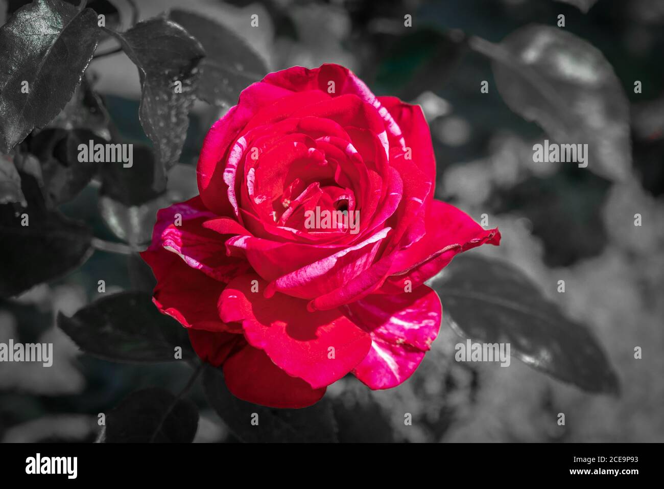 Colorful close up of a red 'Crazy fashion' rose with monochrome background Stock Photo