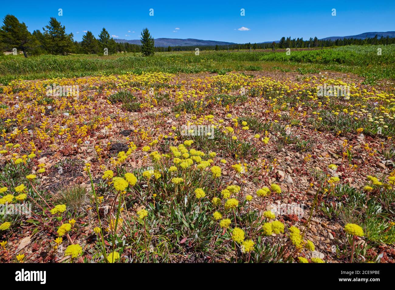 Alpine meadow covered with Scabland Fleabane, Bloomer's Daisy, Bloomer's Fleabane. Stock Photo